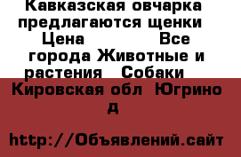 Кавказская овчарка -предлагаются щенки › Цена ­ 20 000 - Все города Животные и растения » Собаки   . Кировская обл.,Югрино д.